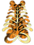 Aya symbol